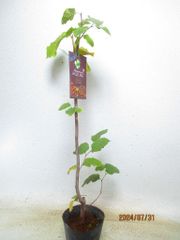 ヘーゼルナッツ 苗木 ヤムヒル 全高：70㎝ 宅配便発送