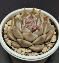 エケベリア 原種 トバレンシス トバーその10 花芽あり　ケーレス実生苗  tobarensis ,Tobar  月曜or火曜日発送。