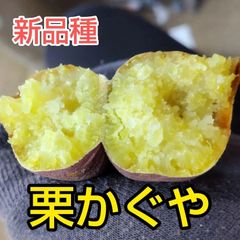 熟成B品  栗かぐや 5キロ さつまいも