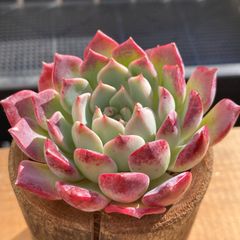 latestplants2019_l231024007