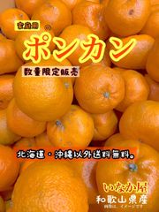 数量限定　ポンカン　家庭用　b品　早い者勝ち　セール　和歌山県　有田　みかん　フルーツ　ぽんかん