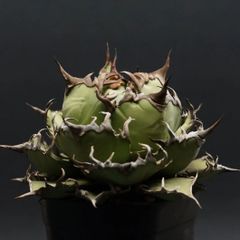 "Agave titanota" アガベ チタノタ【シーザー】 管理2304