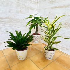 早い者勝ち！5鉢価格！メキシコケンチャヤシ ベンジャミン 苗 苗木