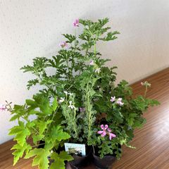 ハーブゼラニウム　5ポットセット フルーツ系　 自家栽培　ハーブ　観葉植物蚊連草