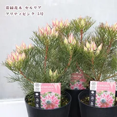 プロテア　2苗セット 楽天市場】プロテア（植木｜ガーデニング・農業）：花・ガーデン