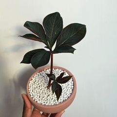 ☆塊根植物☆その他