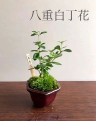 ミニ盆栽　八重白丁花　ヤエハクチョウゲ　赤茶系の鉢