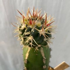 エキノカクタス 綾波モンストローサ(D)