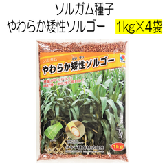 ソルガム種子　やわらか矮性ソルゴー　4kg　タキイ種苗【種】緑肥の種　夏に強い緑肥