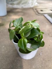 ペペロミア　3号　１点限り　観葉植物　多肉質　小さい　インテリア　グリーン　斑入り　可愛い