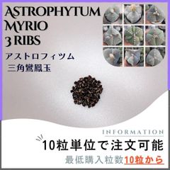 【種子】アストロフィツム 三角鸞鳳玉 /セット割あり 数量10粒から購入可