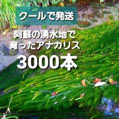 クールで発送 1000本以上 阿蘇の湧水で育った水草 天然アナカリス