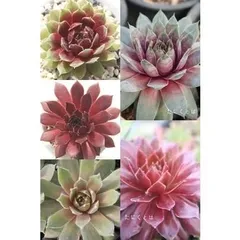 センペルビウムセット5種 アソート 多肉植物のセット 根付き苗