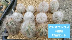 FNつき　オレオケレウス　6種類2株ずつ　12苗セット FNつき オレオケレウス 6種類2株ずつ 12苗セット
