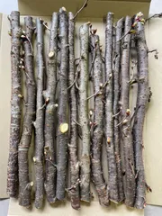 桜の木 薪、スモーク用