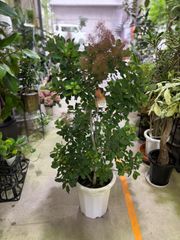 スモークツリー　けむりの木　尺鉢　花　庭木　屋外　観葉植物　インテリア　グリーン
