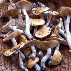 天然きのこ116　クリフウセンタケ1kg