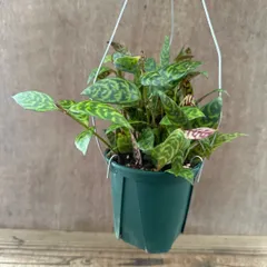 【サンプル】エスキナンサス マルメラータ ハンギング Aeschynanthus marmellata  エキナンサス ナガミカズラ ハナツルグサ 花蔓草 バスケットバイン リップスティックプラント マルモラタス  観葉植物 観葉 植物 珍奇植物 珍しい