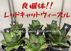 アガベ　チタノタ　レッドキャットウィーズル