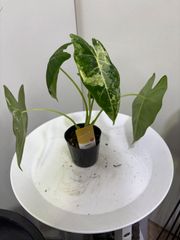 アロカシア・ベルベット　斑入り　3号ポット　オシャレ　シック　観葉植物　インテリア　グリーン