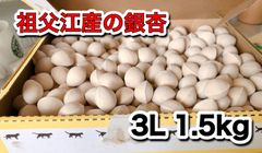 愛知県祖父江産　銀杏　3L 1.5kg