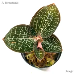 希少　アカンサセアエfrom Ecuador（maybe）/ジュエルオーキッド/ 希少 アカンサセアエfrom Ecuador（maybe）/ジュエルオーキッド/