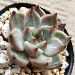 2025年最新】ホーリンゼの人気アイテム - メルカリ