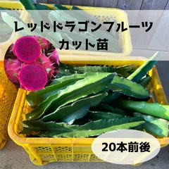2025年最新】ドラゴンフルーツカット苗の人気アイテム - メルカリ