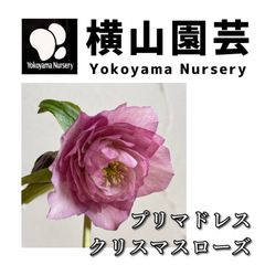 【横山園芸】クリスマスローズ・プリマドレス 開花株 4.5号ラベル苗【個体番号Y-13】