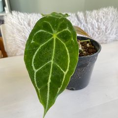 希少】 アンスリウム フォルゲッティ Anthurium forgetii - メルカリ