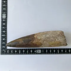 化石 スピノサウルスの歯 67.8mm モロッコ産