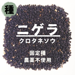 【種】ニゲラ　クロタネソウ　農薬不使用　100粒