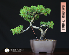 吾妻五葉松【大巓性】ダイテンショウ 小品盆栽 【泰寿園 Online】現品 一点物 接ぎ木 松 盆栽 五葉松 松柏 初心者 室内 鑑賞 趣味 卓上盆栽 盆栽鉢 グリーン 和 ギフト プレゼント ミニ盆栽 誕生日 母の日 父の日 敬老の日 記念日 お祝い 2