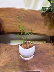 ソフォラ　リトルベイビー　陶器鉢植え　観葉植物　インテリア　グリーン　インドア　屋内　屋外　可愛い　人気　おしゃれ　リビング　外　植木　ガーデン　ガーデニング