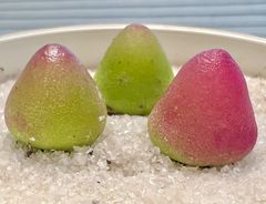 コノフィツム ブルゲリ 3苗セットB. 1.4㎝+ 多肉植物 メルカリ便