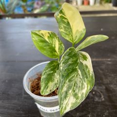 【希少】　モンステラ　レクレリアナ　斑入り　Monstera lechleriana variegated