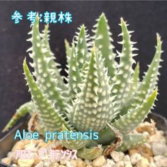 種子２０粒 アロエ プラテンシス
