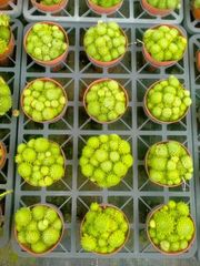 新発売 QS60 砂糖 105苗セット 土と根付き 多肉植物 エケベリア