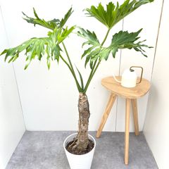 ザミア プミラ メキシコソテツ【現品】観葉植物 大型 10号