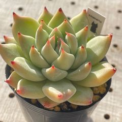 シャキノ　多肉植物　エケベリア　韓国苗