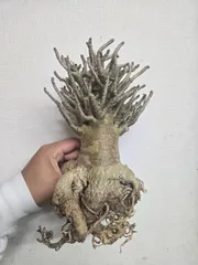 シーズン終了につき格安！アデニュウムソコトラナム(ホンソコ)実生２年目 アデニウム ソコトラナム 「Adenium socotranum 」8/31-19C-2 |