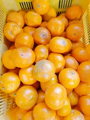 2025年最新】木熟大坊みかん】の人気アイテム - メルカリ