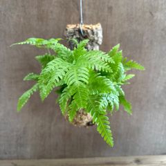プテリス フォーレイ コルク付け 現品 Pteris faurei イノモトソウ科 プテリス属 シダ植物 シダ 観葉植物 観葉 植物 珍奇植物 珍奇 珍しい ハンギング 吊るす 吊り下げ インテリア プレゼント おうち時間 グリーン アートプランツ