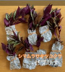 シマムラサキツユクサ　植物　観葉植物　コンパクト便　　ゼブリナ　約24株