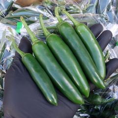 沖縄産　生　グリーン　ハラペーニョ　500gr（　ハラピーノ　チポトレ　チポートレ）