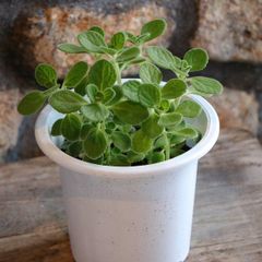 アロマティカス 4号鉢 【1株販売】 多肉植物 ハーブ 鉢植え お洒落 おしゃれ 可愛い かわいい 香り 虫よけ 人気 花 苗 初心者
