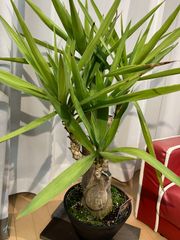 ユッカブランチ A13 幹太樹形 観葉植物 室内 オフィス 現物販売 屋外 テラス