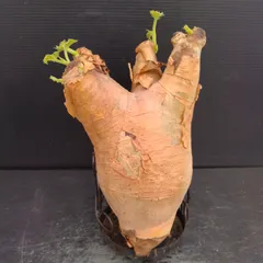 2025年最新】キフォステンマ マクロプスの人気アイテム - メルカリ