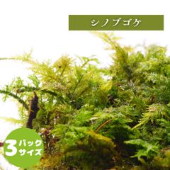 【高原の苔】 シノブゴケ 苔玉 テラリウム パルダリウム 盆栽に 苔パック コケ 苔テラリウム 半日陰向き セミオープン クローズ 密閉容器向け S(１０ｃｍ×１２ｃｍ)外寸