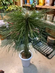 2026年最新】大王松の人気アイテム - メルカリ